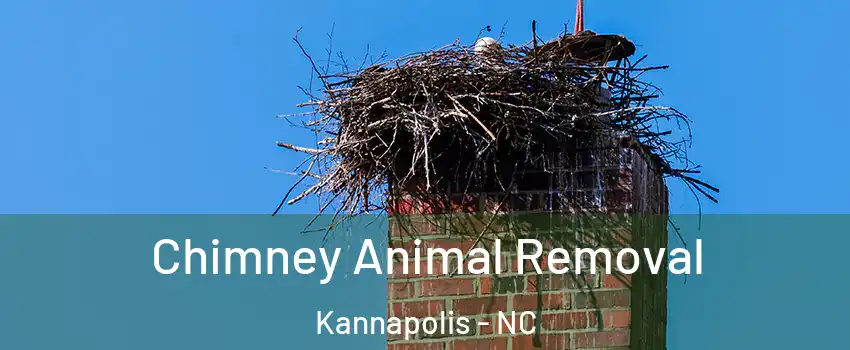 Chimney Animal Removal Kannapolis - NC