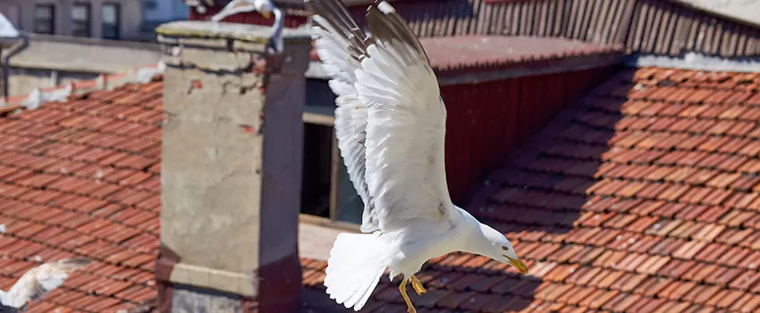 Residential Chimney Animal Removal Solution in Kannapolis, NC